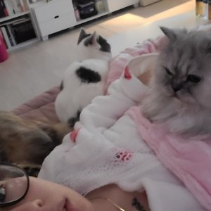 고양이 실종 페르시안 서울특별시 동대문구