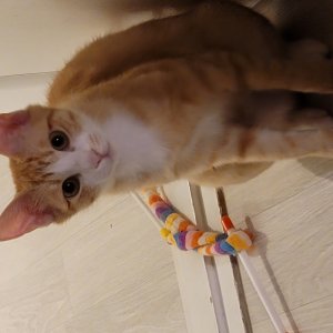 고양이 실종 코리아쇼트헤어 경기도 동두천시