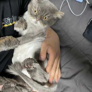 고양이 실종 페르시안 충청북도 청주시 청원구