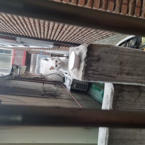 고양이 목격 터키시앙고라 경기도 성남시 중원구