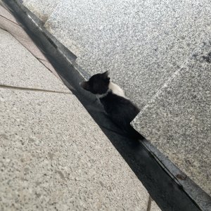 고양이 주인을 찾습니다 고양이 전단지