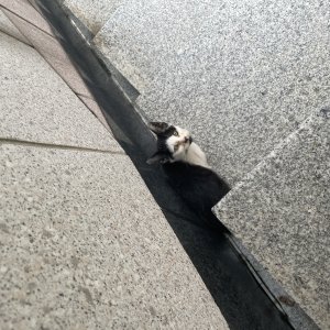 고양이 목격 코리아쇼트헤어 부산광역시 부산진구