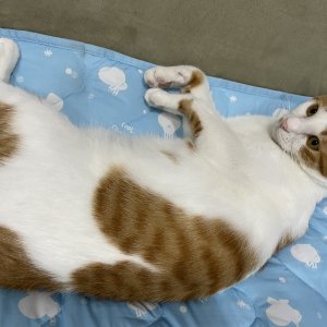 고양이를 찾습니다 고양이 전단지