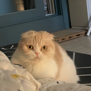 고양이 실종 스코티시폴드 경기도 안산시 상록구