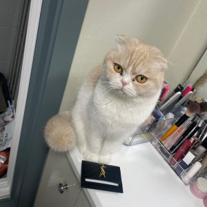 고양이를 찾습니다 고양이 전단지