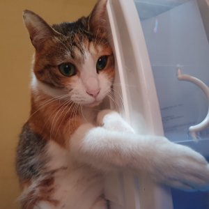 고양이 실종 코리아쇼트헤어 전라남도 여수시