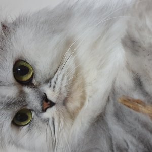 고양이를 찾습니다 고양이 전단지