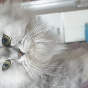 고양이 실종 친칠라캣 경기도 시흥시