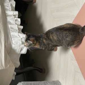 고양이를 찾습니다 고양이 전단지