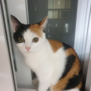 고양이 실종 코리아쇼트헤어 강원도 강릉시
