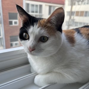 고양이를 찾습니다 고양이 전단지