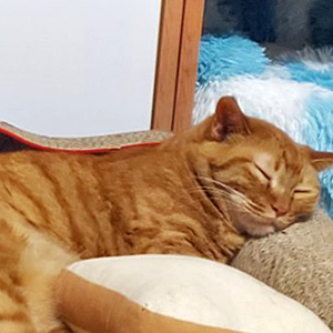 고양이 실종 코리아쇼트헤어 서울특별시 강북구