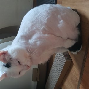 고양이를 찾습니다 고양이 전단지