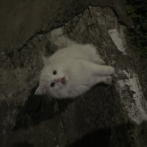 고양이 주인을 찾습니다 고양이 전단지
