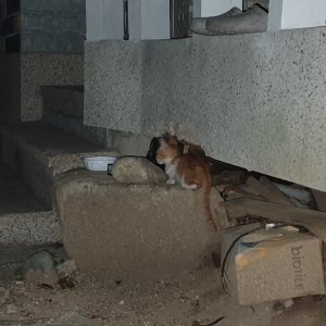 고양이 주인을 찾습니다 고양이 전단지