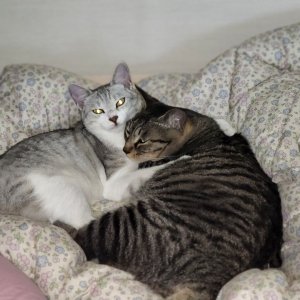 고양이를 찾습니다 고양이 전단지