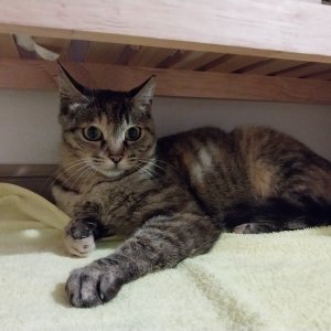 고양이를 찾습니다 고양이 전단지