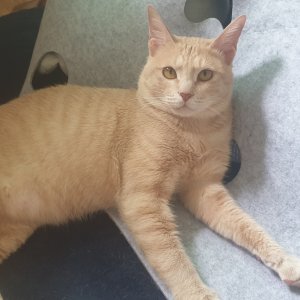 고양이를 찾습니다 고양이 전단지