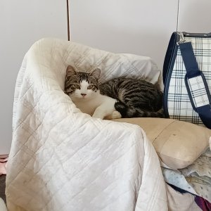 고양이를 찾습니다 고양이 전단지