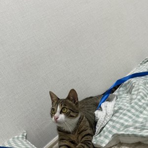 고양이를 찾습니다 고양이 전단지