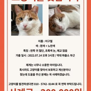 고양이 실종 코리아쇼트헤어 경기도 부천시 원미구