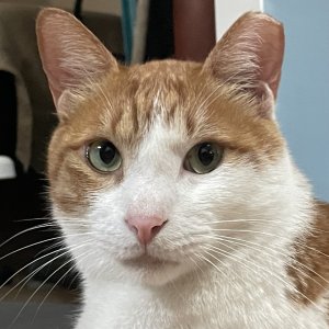 고양이를 찾습니다 고양이 전단지