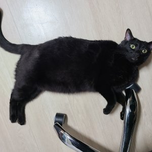 고양이를 찾습니다 고양이 전단지