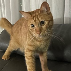 고양이 실종 코리아쇼트헤어 대구광역시 달서구