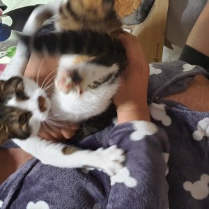 고양이 실종 코리아쇼트헤어 서울특별시 구로구