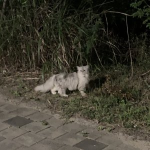 고양이 목격 페르시안 서울특별시 마포구