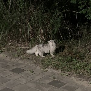 고양이 주인을 찾습니다 고양이 전단지