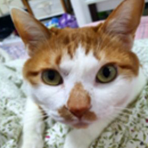 고양이 실종 코리아쇼트헤어 서울특별시 성동구