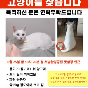 고양이 실종 터키시앙고라 서울특별시 강서구