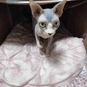 고양이 실종 스핑크스 경기도 안산시 상록구