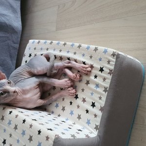 고양이를 찾습니다 고양이 전단지