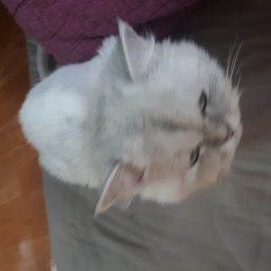 고양이를 찾습니다 고양이 전단지