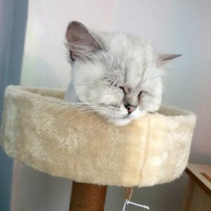 고양이 실종 페르시안 전라남도 구례군