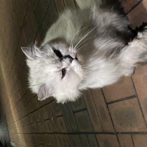 고양이 주인을 찾습니다 고양이 전단지