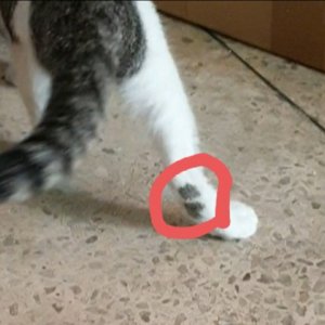 고양이를 찾습니다 고양이 전단지