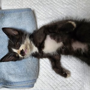 고양이 주인을 찾습니다 고양이 전단지