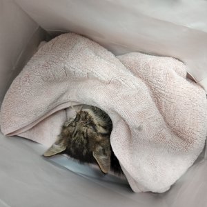 고양이 주인을 찾습니다 고양이 전단지
