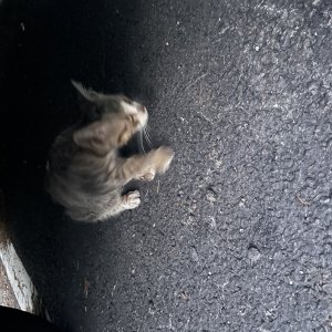 고양이 주인을 찾습니다 고양이 전단지