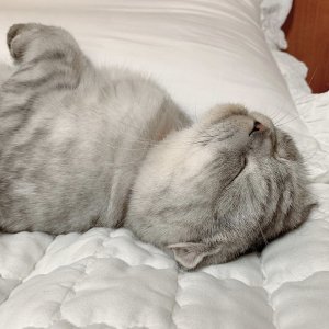 고양이를 찾습니다 고양이 전단지