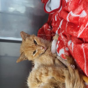고양이 주인을 찾습니다 고양이 전단지
