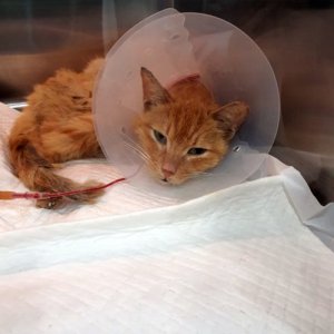 고양이 구조 코리아쇼트헤어 서울특별시 양천구