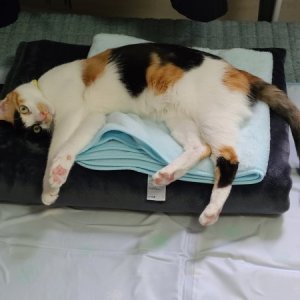 고양이를 찾습니다 고양이 전단지