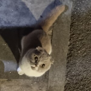 고양이 목격 스코티시폴드 서울특별시 관악구