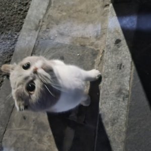 고양이 주인을 찾습니다 고양이 전단지