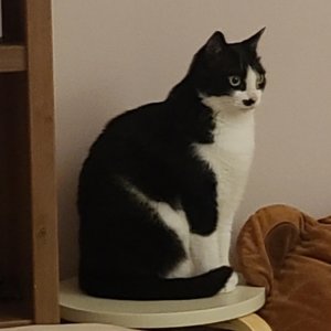 고양이를 찾습니다 고양이 전단지