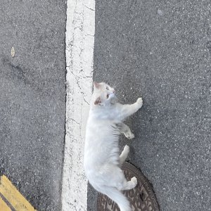 고양이 주인을 찾습니다 고양이 전단지
